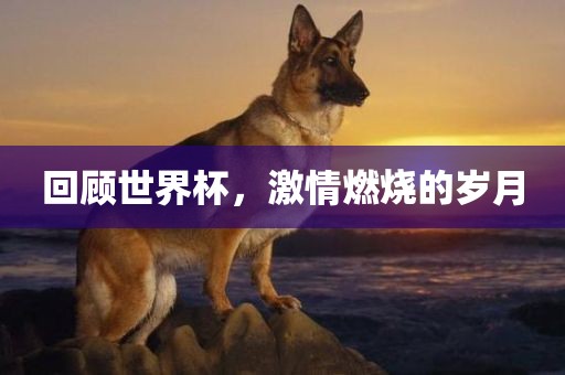 回顾世界杯，激情燃烧的岁月